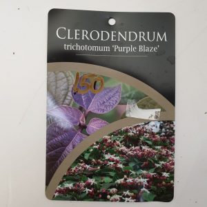 Clerodendrum 'Purple Blaze'