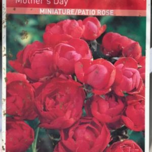 608 - Rosa Mothers Day